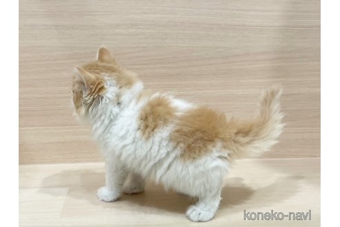 成約済の東京都のサイベリアン-72080の2枚目